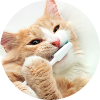 Pet Dental Care Advice