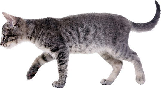 Preventative Care for Cats