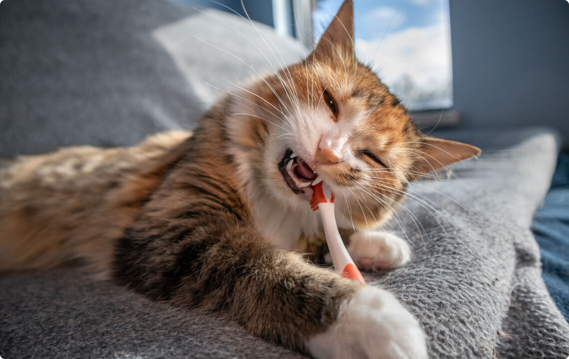 cat dental care
