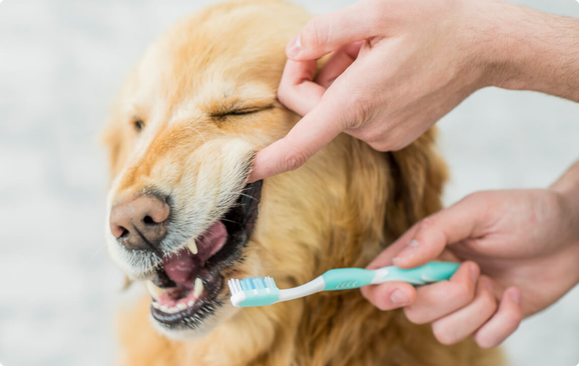 dog dental care
