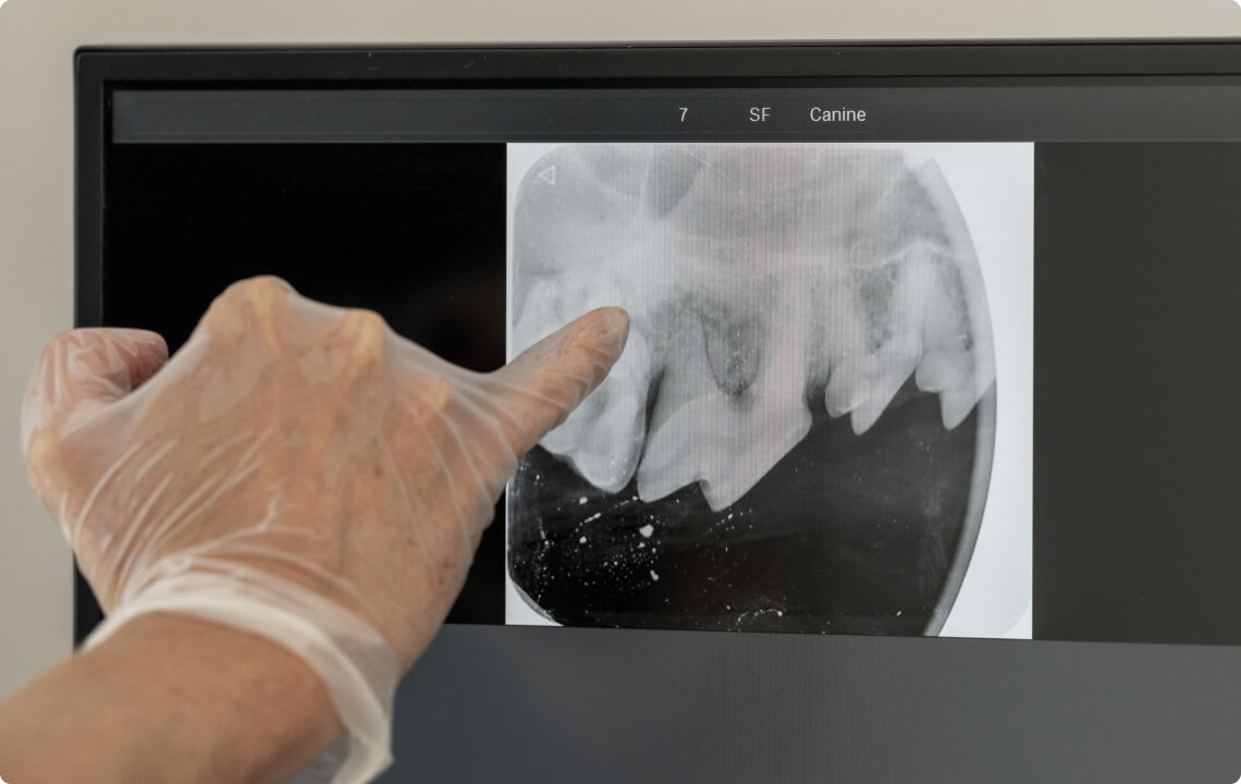 dog and cat dental care