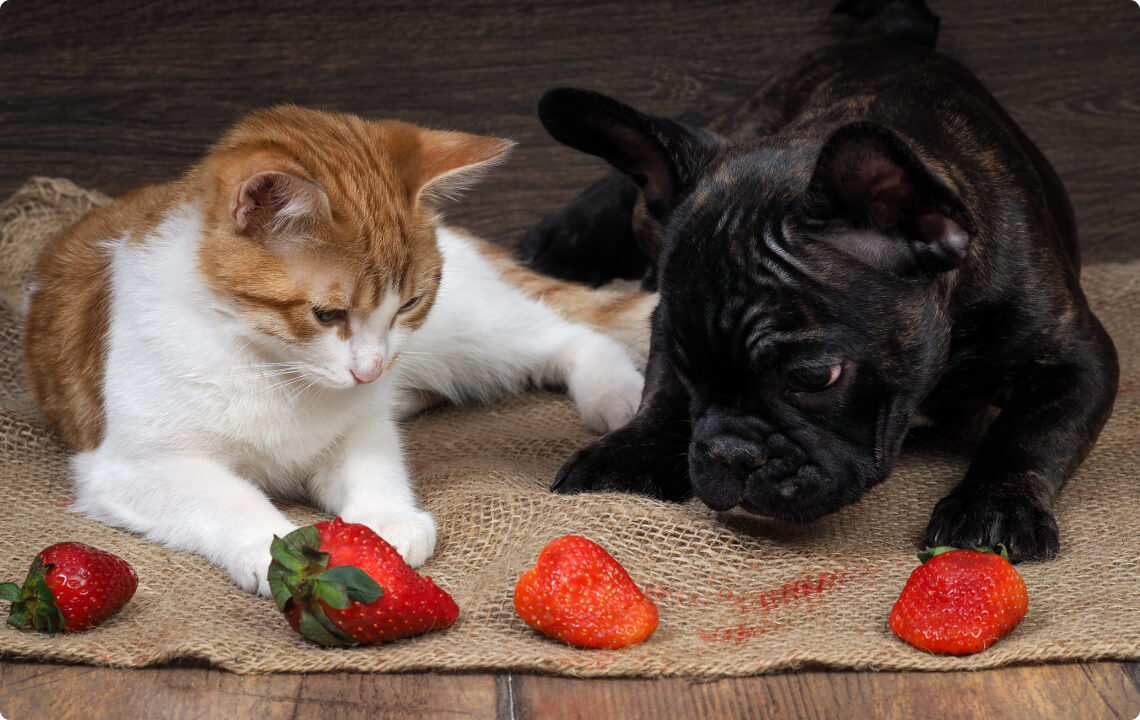 pet toxins, dog toxins, cat toxins