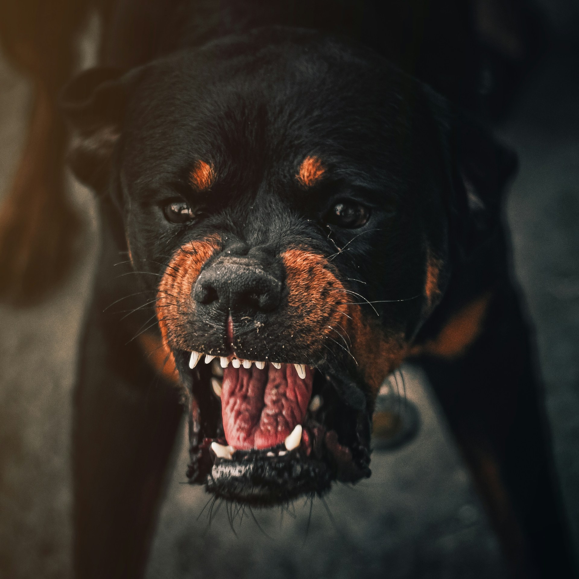 Anger Dog