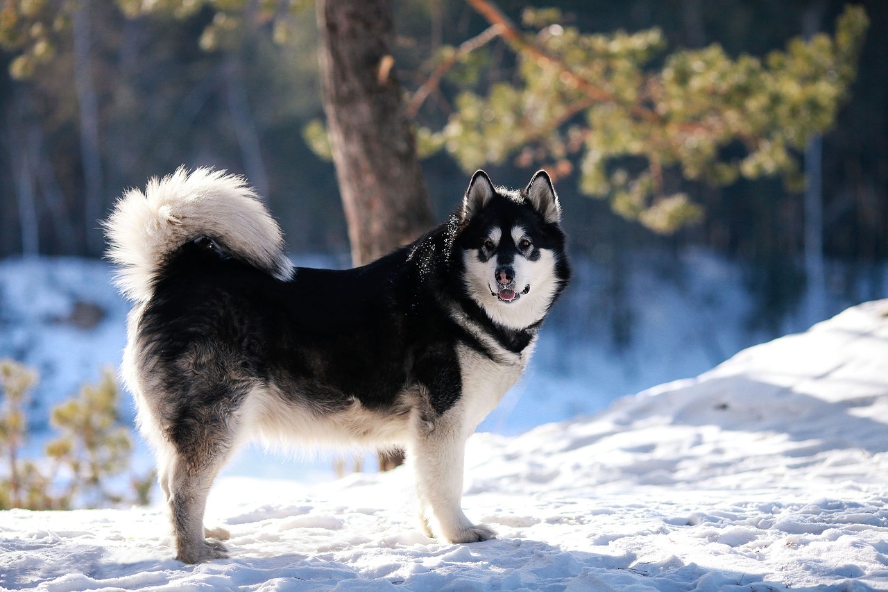 Alaskan Malamute Dog